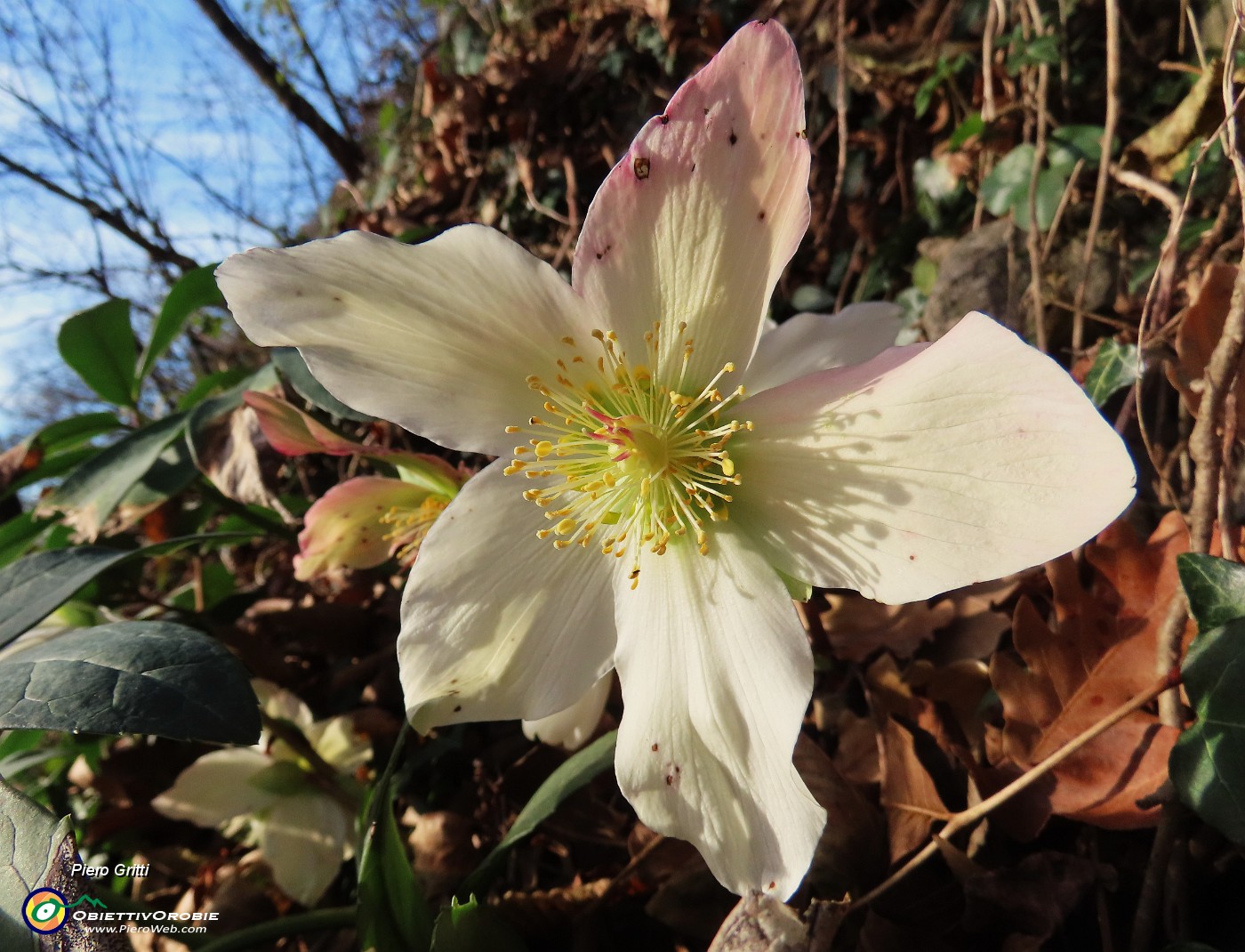 11 Elleborus niger (Ellebori) in fiore .JPG